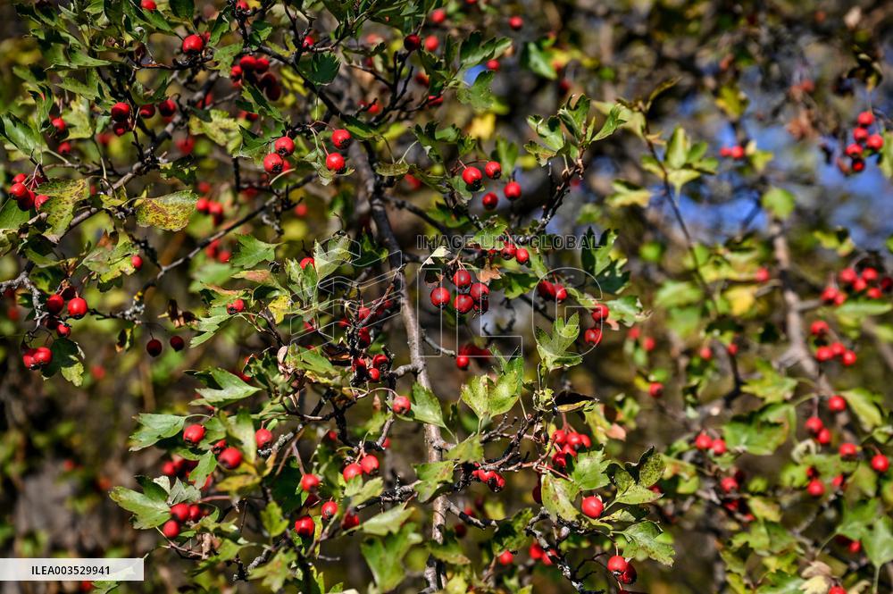 Khortytsia Island in autumn