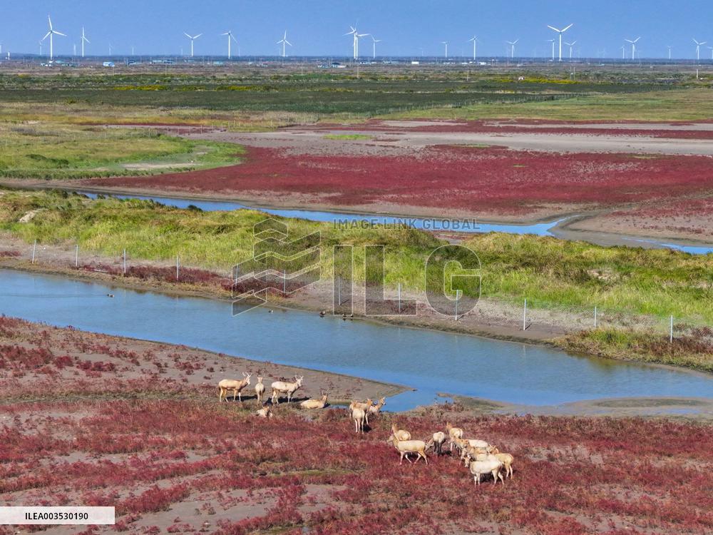 Tiaozini Wetland Autumn Scenery - China