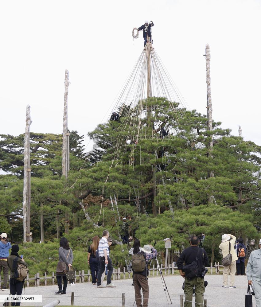 Tree protection work at Kanazawa garden