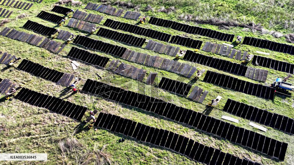 Farmers Dry Laver in Fuzhou