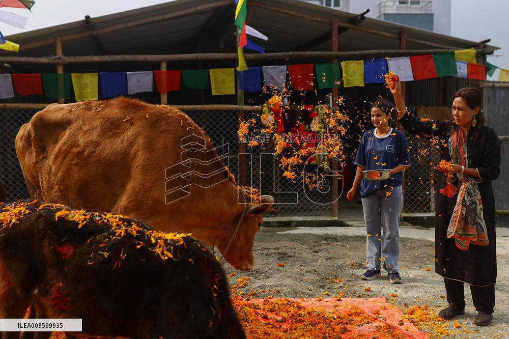 Cow Worship - Nepal