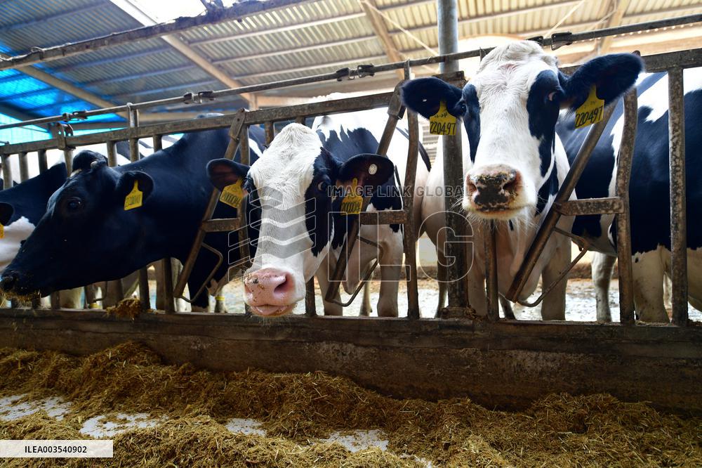 Smart Dairy Farm in Hai 'an