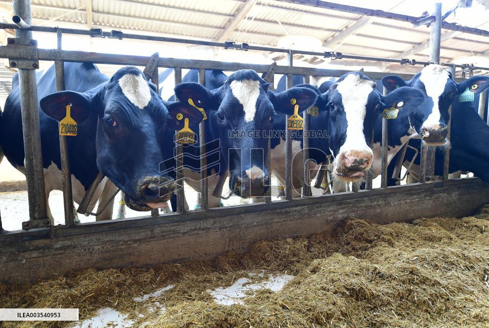 Smart Dairy Farm in Hai 'an