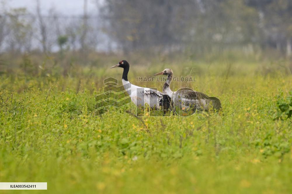 Black-necked Crane