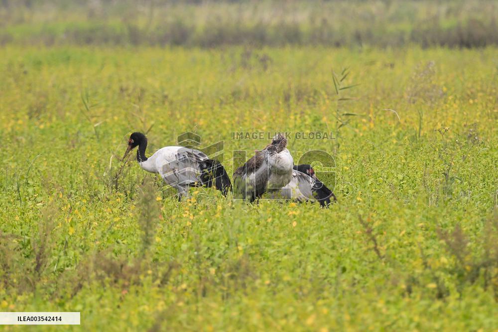 Black-necked Crane