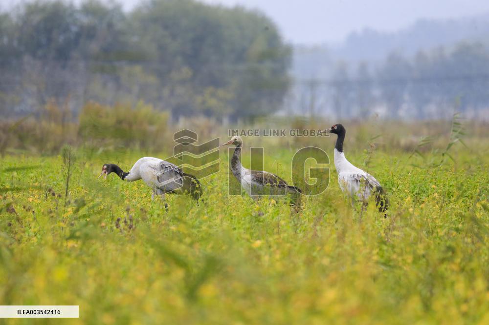 Black-necked Crane