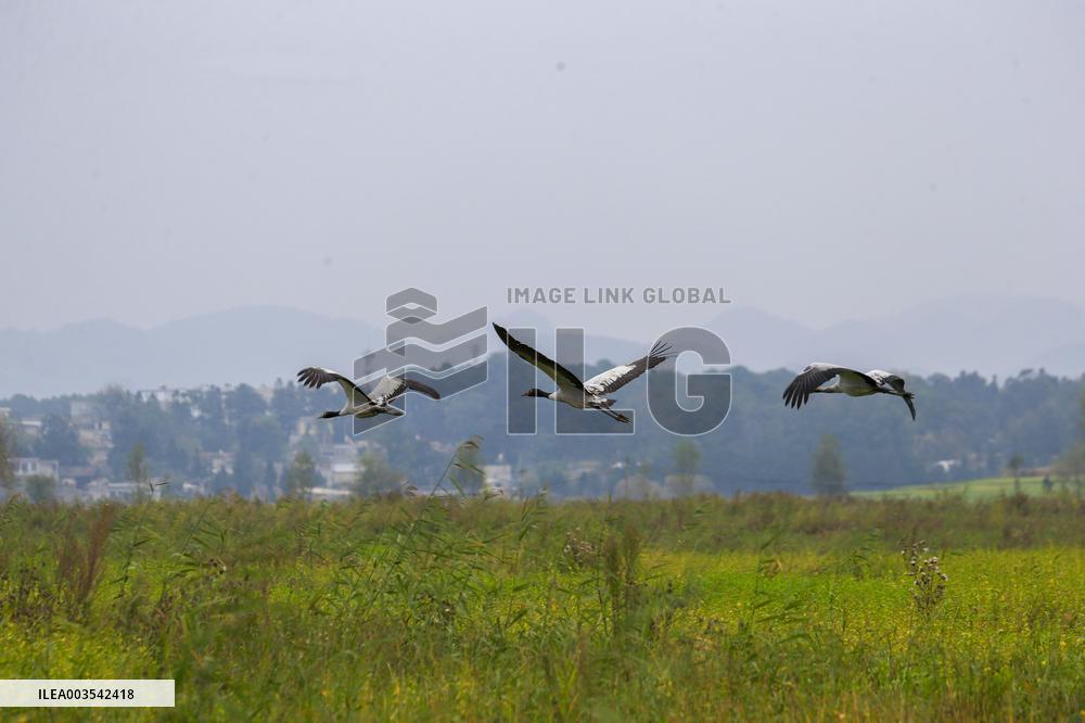 Black-necked Crane