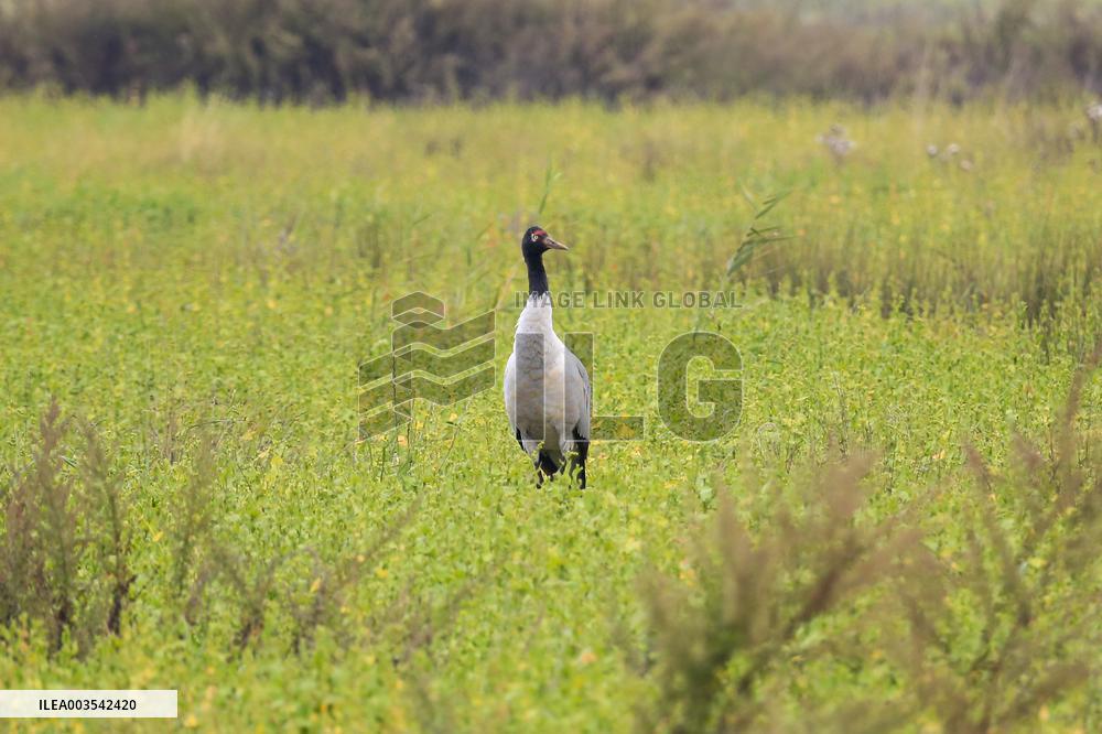 Black-necked Crane