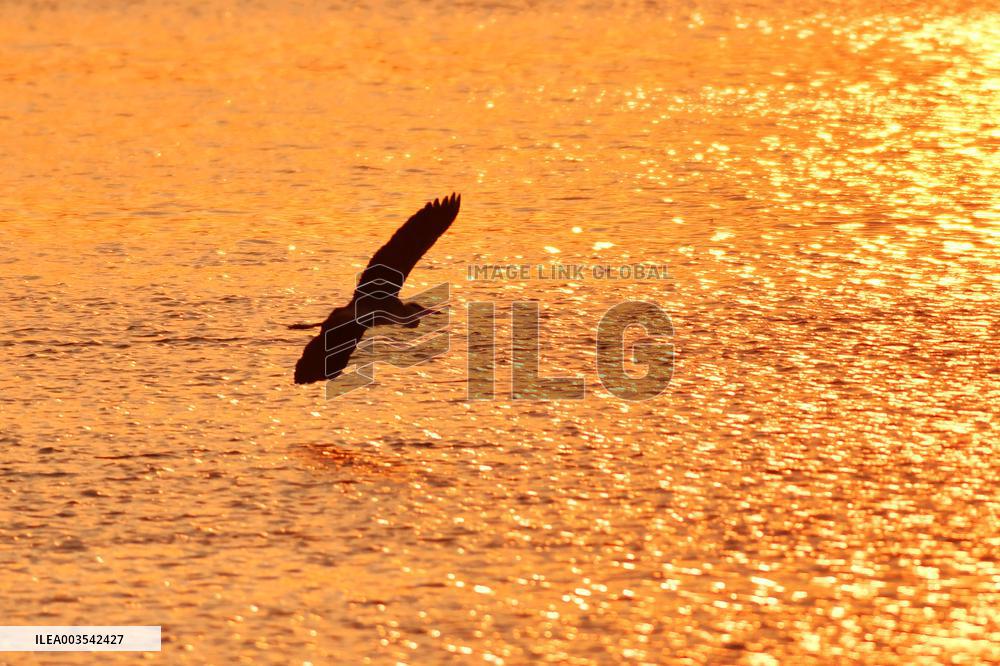 Wetland Ecology in Qingdao