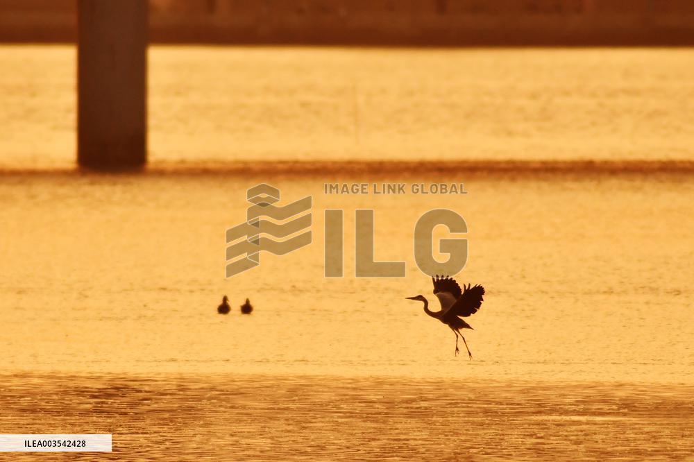 Wetland Ecology in Qingdao