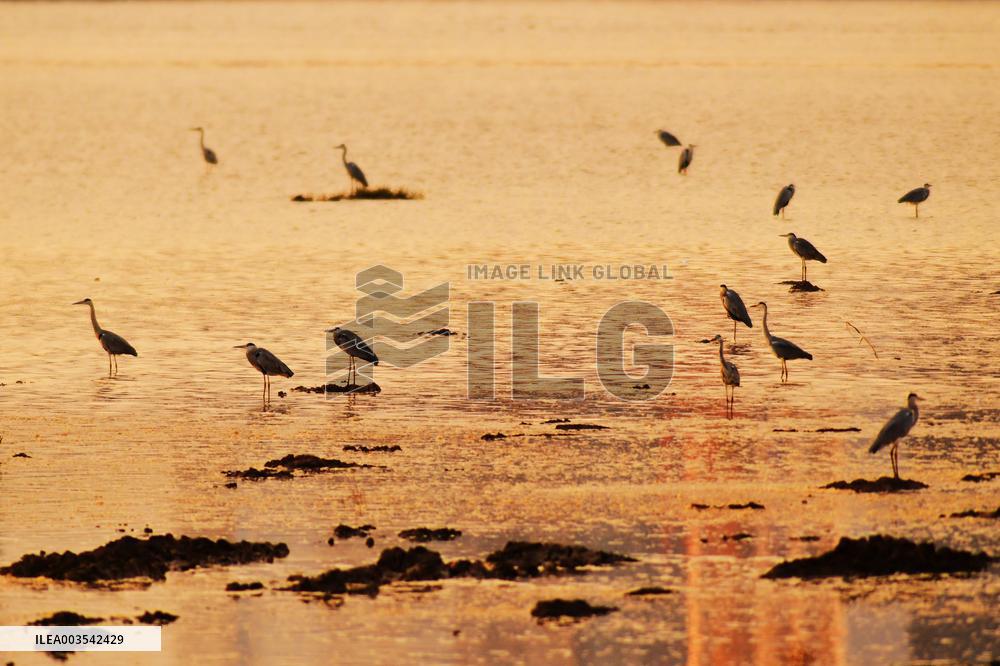 Wetland Ecology in Qingdao