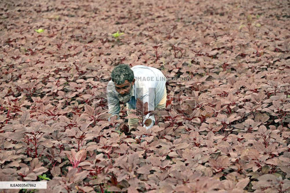 Farmers Work In A Vegetables Field - Dhaka