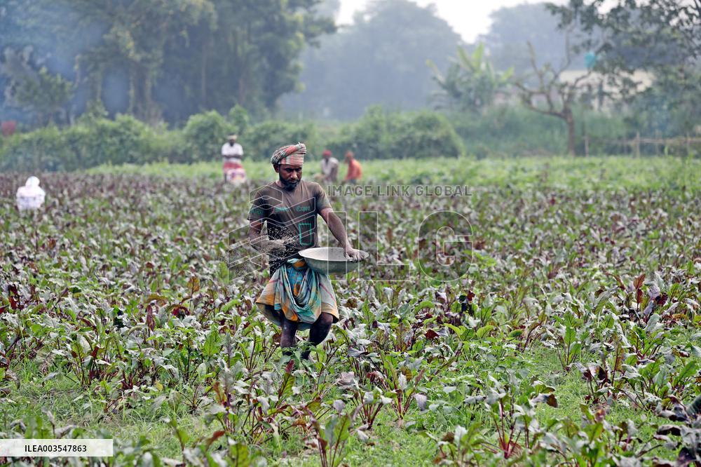 Farmers Work In A Vegetables Field - Dhaka