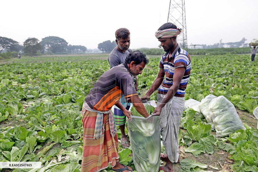 Farmers Work In A Vegetables Field - Dhaka