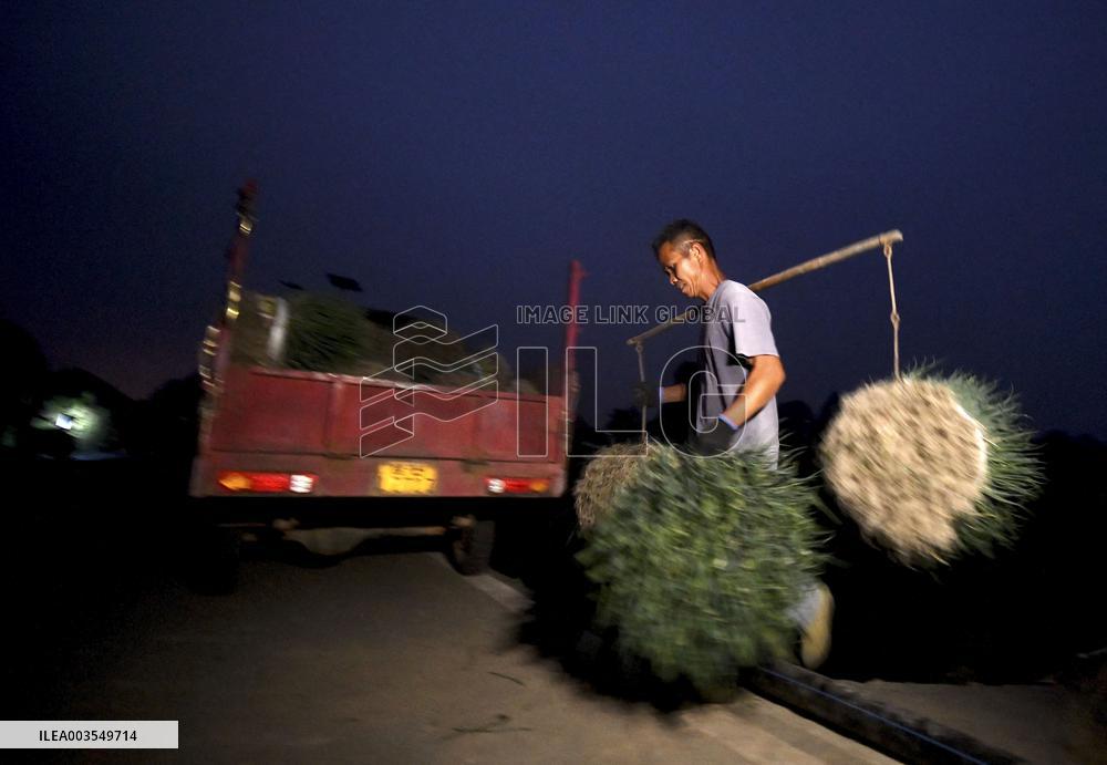 Green Onion Industry - China
