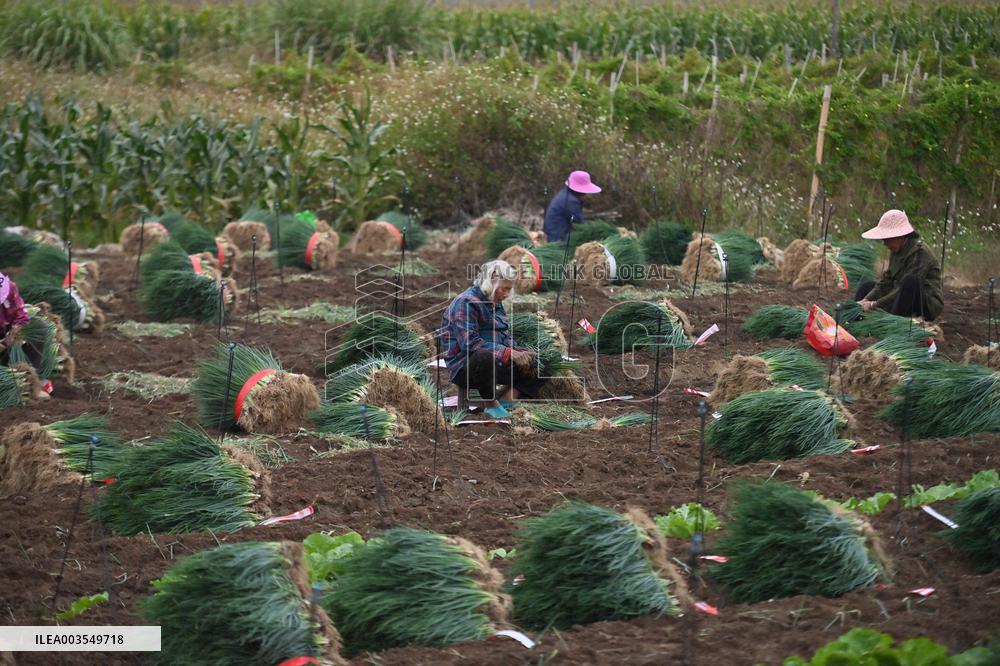 Green Onion Industry - China