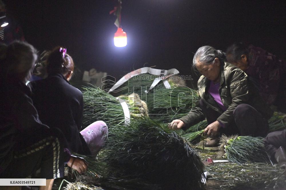 Green Onion Industry - China