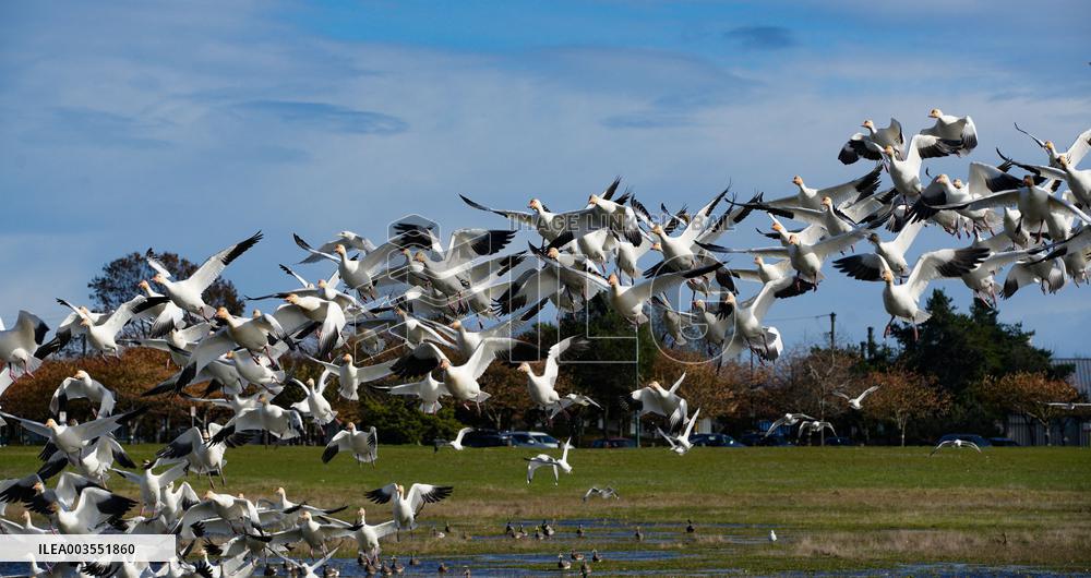 Geese Migration - British Columbia