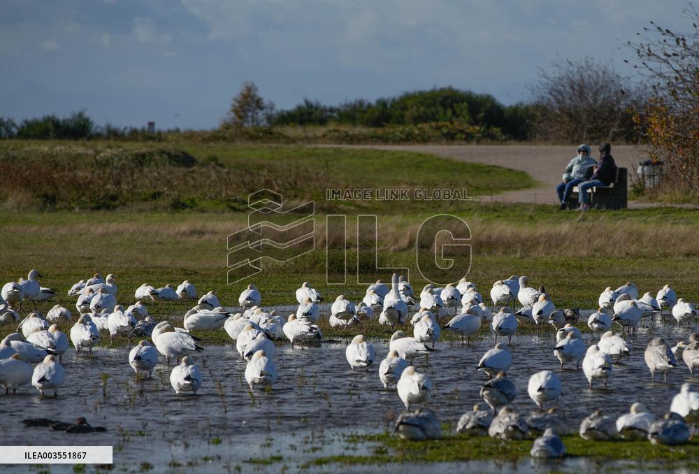 Geese Migration - British Columbia