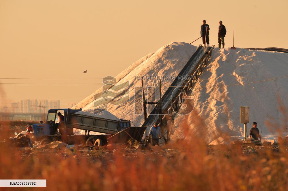 Sea Salt Harvest
