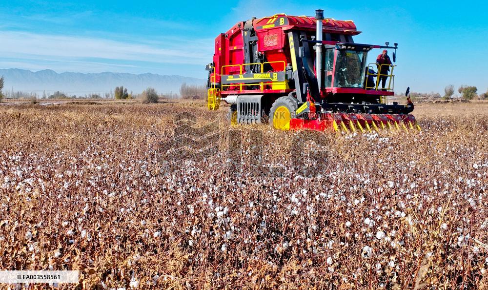 Cotton Harvest in Zhangye