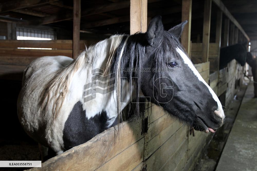 Hospital for sick horses opens at Dnipro animal shelter