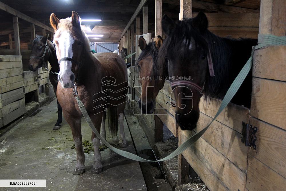 Hospital for sick horses opens at Dnipro animal shelter