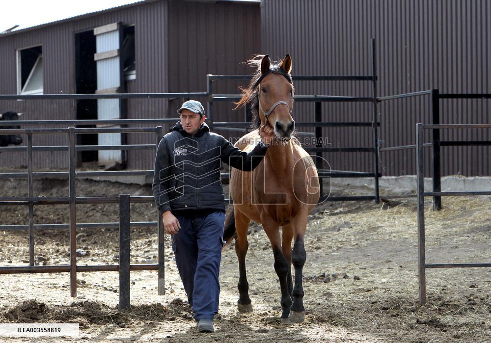 Hospital for sick horses opens at Dnipro animal shelter
