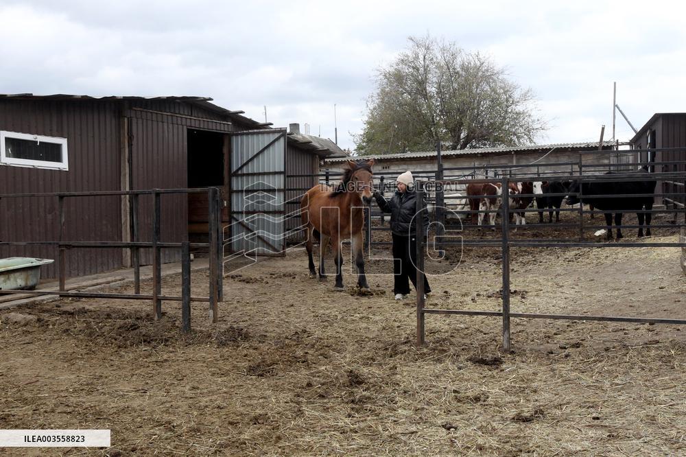 Hospital for sick horses opens at Dnipro animal shelter
