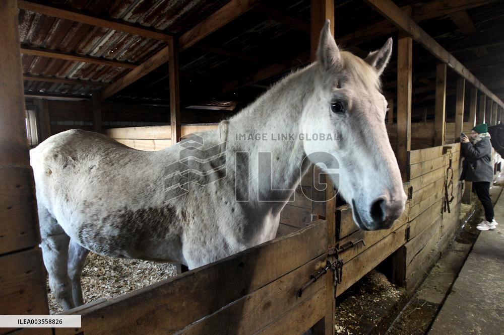 Hospital for sick horses opens at Dnipro animal shelter
