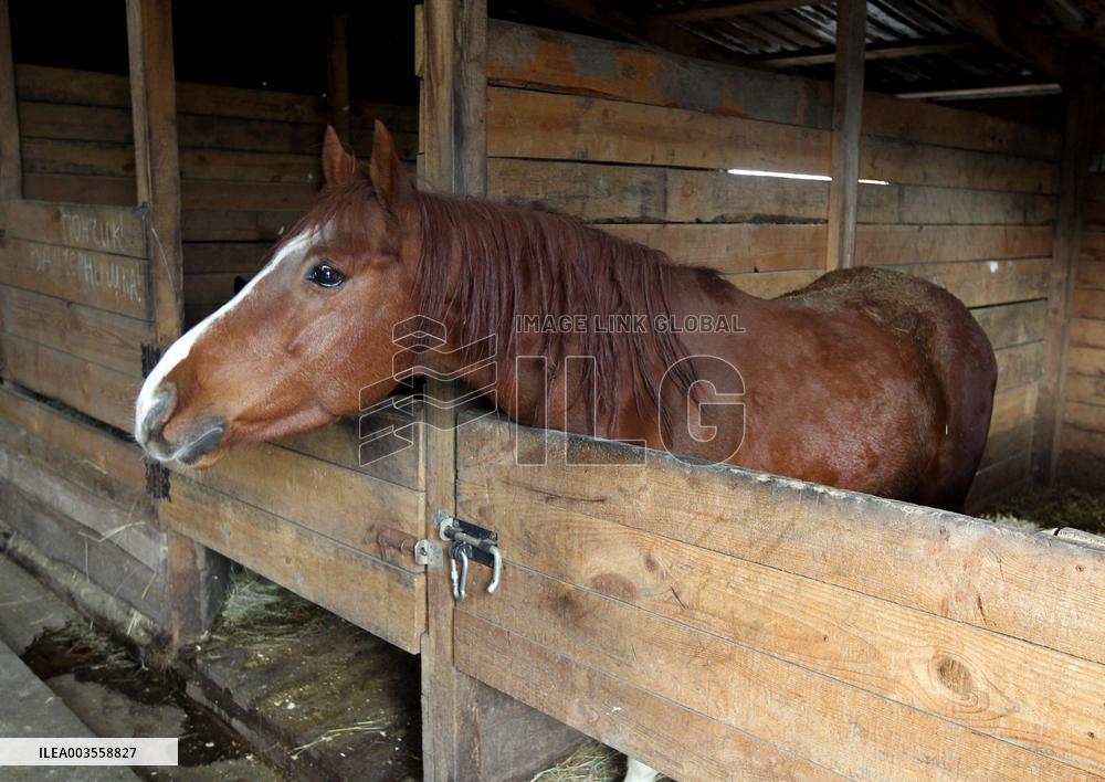 Hospital for sick horses opens at Dnipro animal shelter