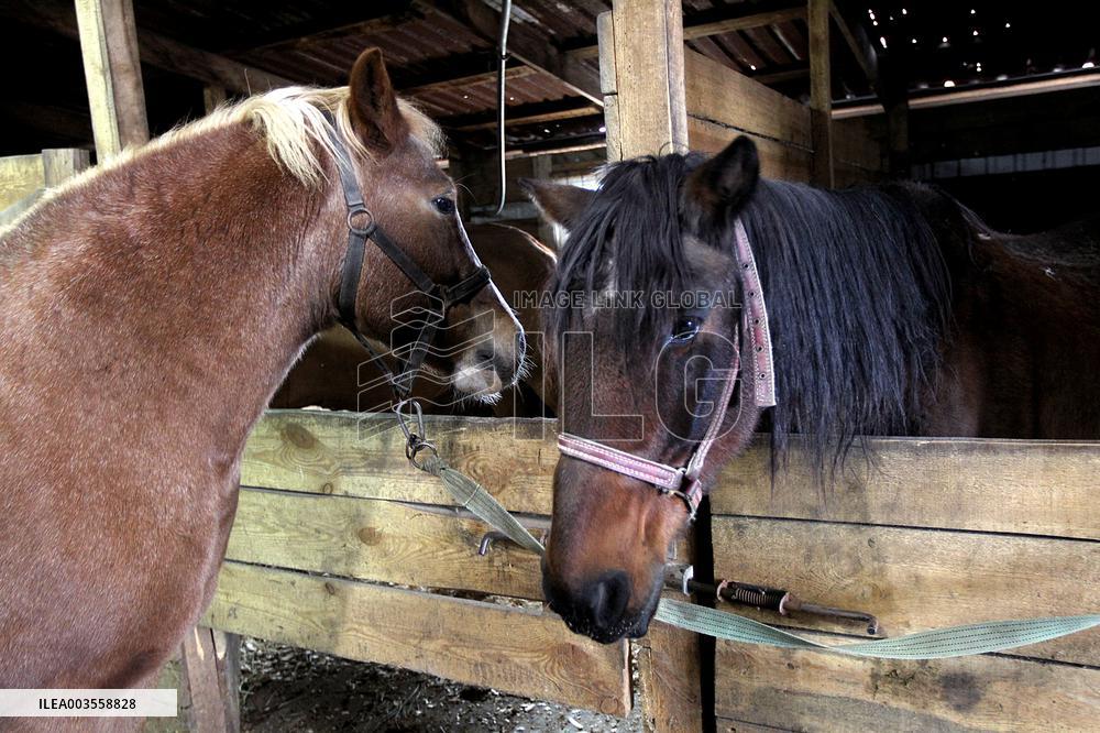 Hospital for sick horses opens at Dnipro animal shelter
