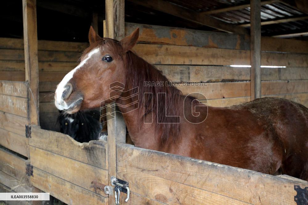 Hospital for sick horses opens at Dnipro animal shelter