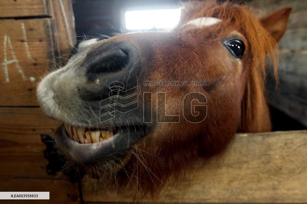 Hospital for sick horses opens at Dnipro animal shelter