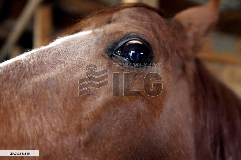 Hospital for sick horses opens at Dnipro animal shelter