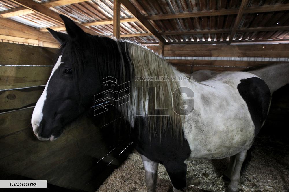 Hospital for sick horses opens at Dnipro animal shelter