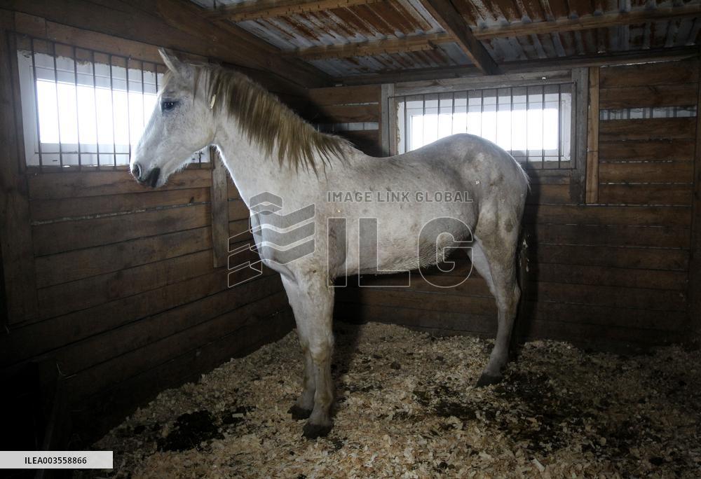 Hospital for sick horses opens at Dnipro animal shelter