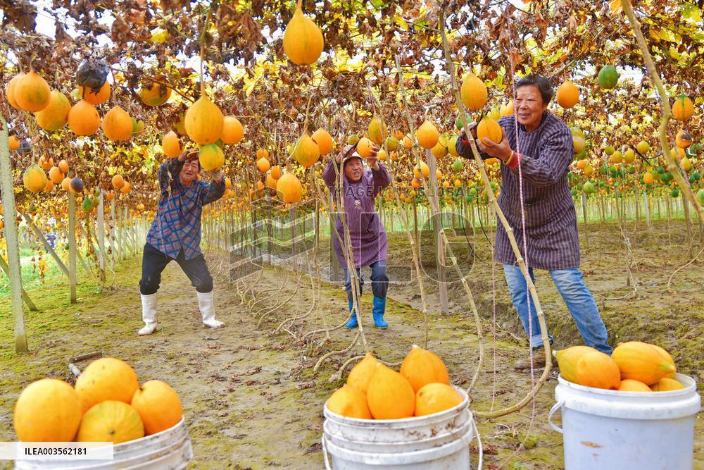 Trichosanthes Kirilowii Harvest in Rugao
