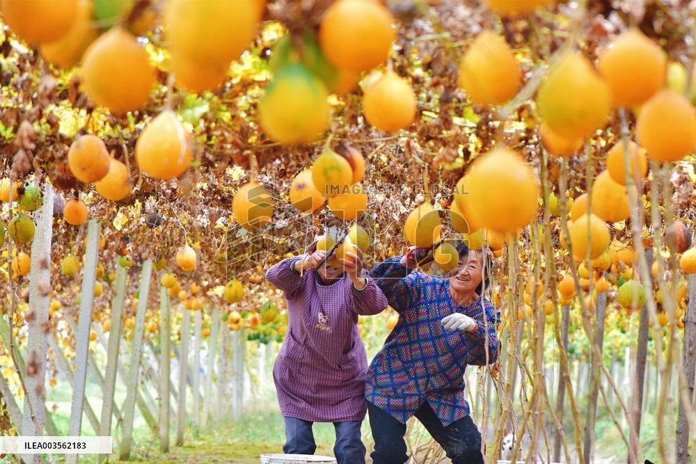 Trichosanthes Kirilowii Harvest in Rugao