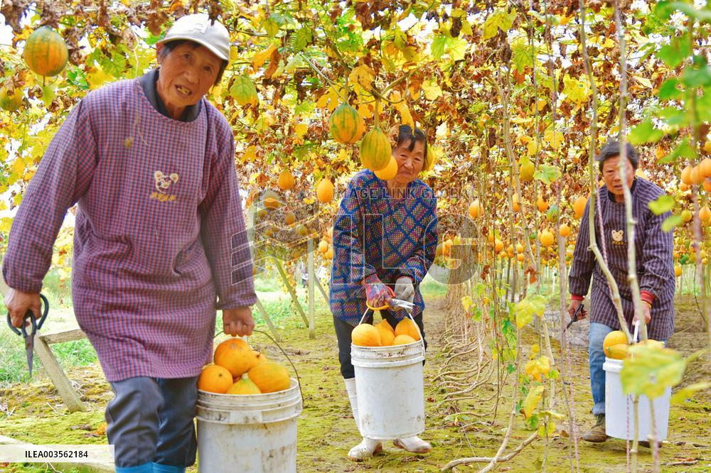 Trichosanthes Kirilowii Harvest in Rugao