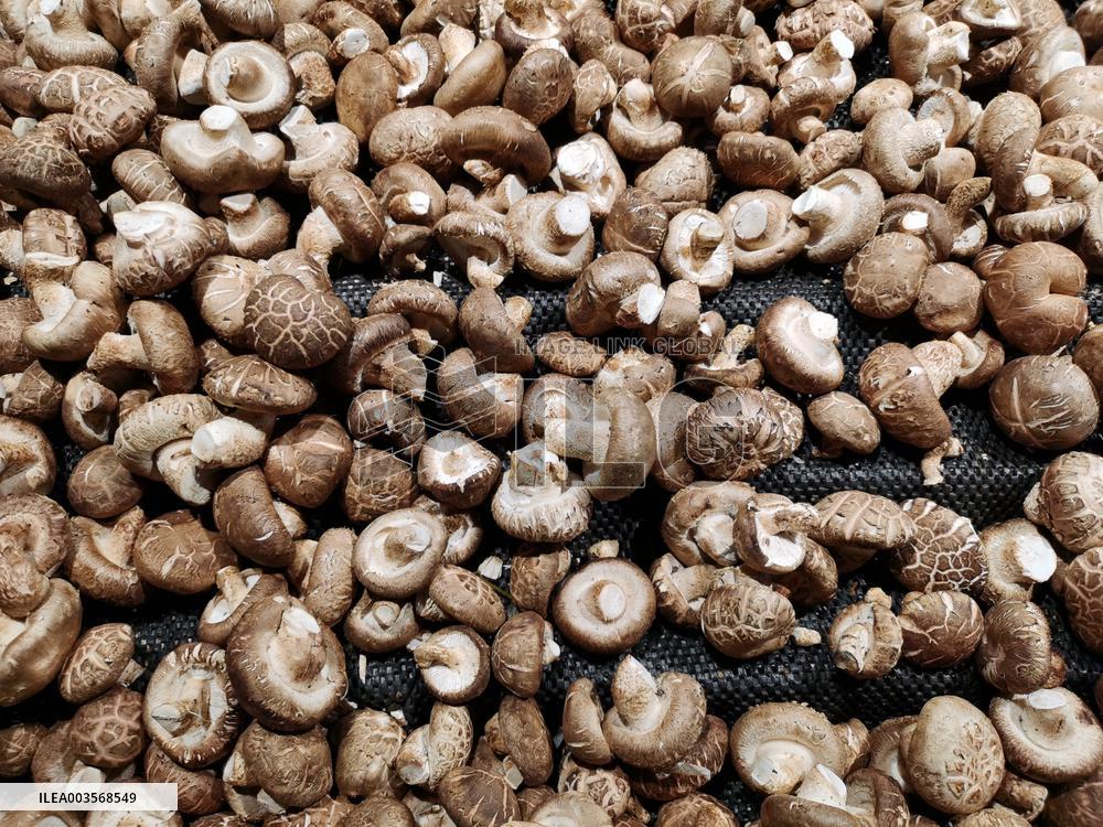 Food Safety Sampling Inspection