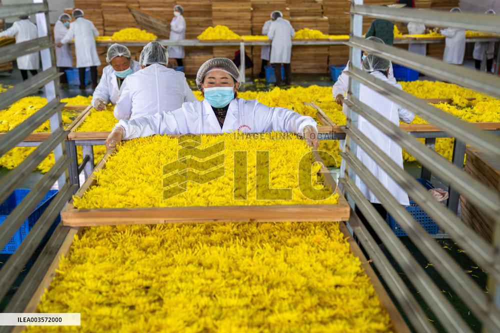 Golden Chrysanthemum Harvest in Hefei