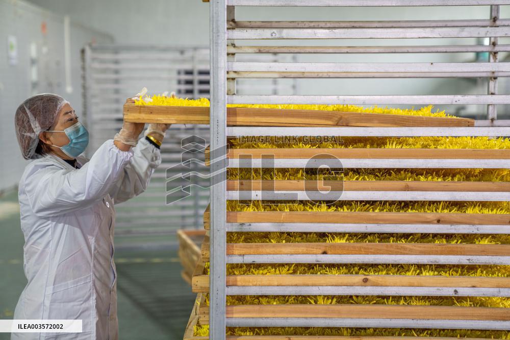 Golden Chrysanthemum Harvest in Hefei