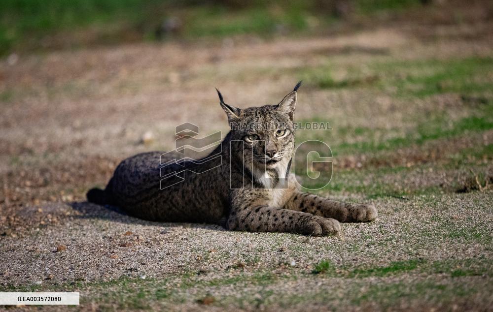 Lynx At Andujar Natural Park - Spain