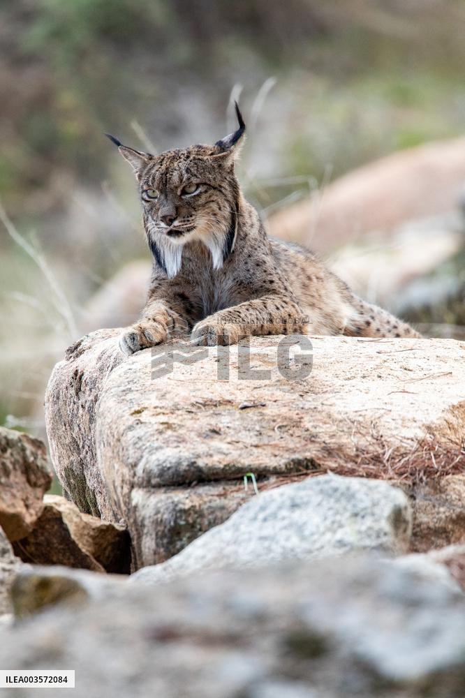 Lynx At Andujar Natural Park - Spain
