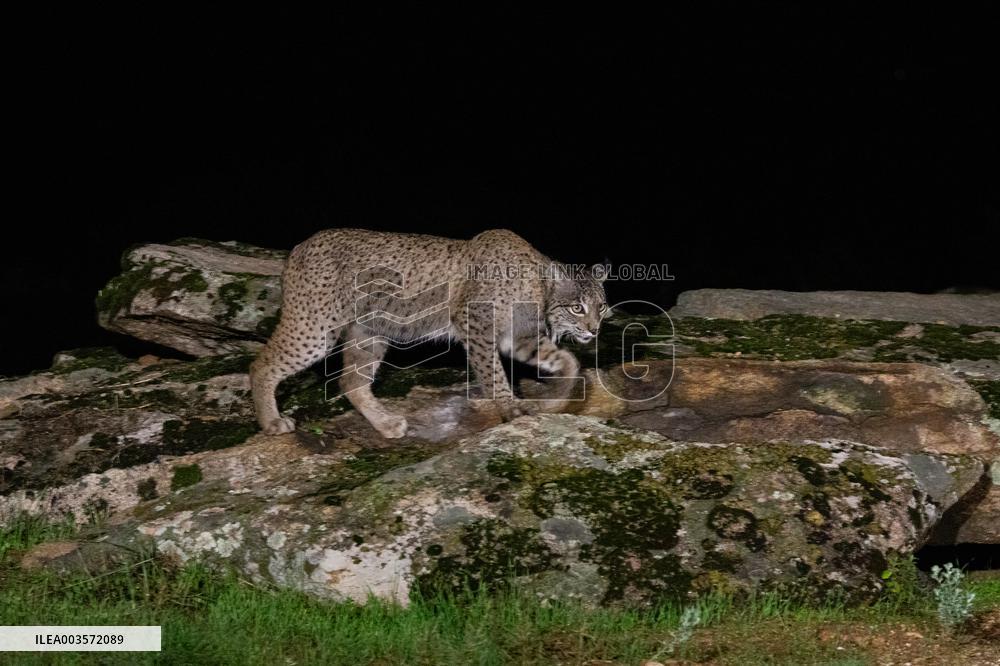 Lynx At Andujar Natural Park - Spain