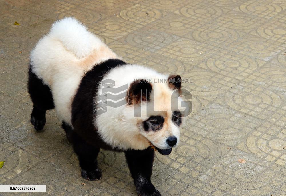 Dog Panda