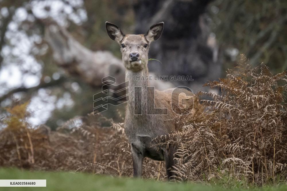 Crows Perch On A Female Red Deer - London