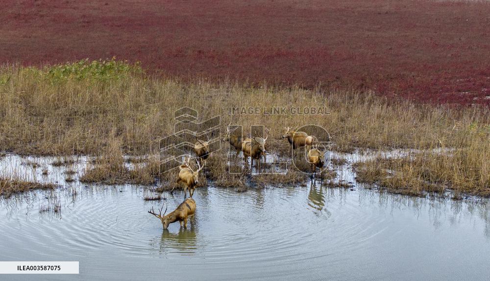 Elks Run at Wetland in Dongtai