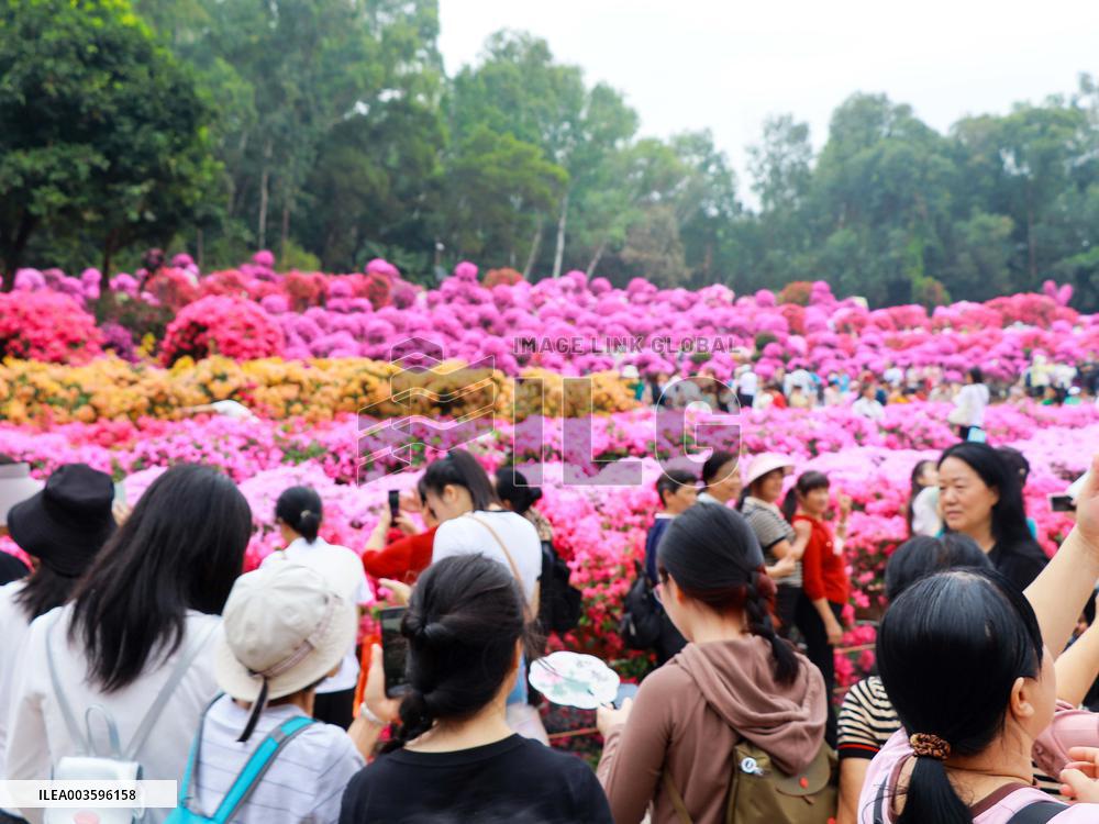 Rhododendron Exhibition in Shenzhen